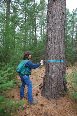 Marking Tree