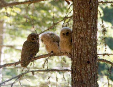 Spotted Owl