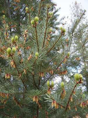 Douglas-fir