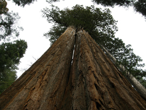 Giant Sequoia