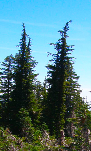 Mountain Hemlock