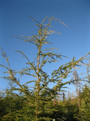 Western Hemlock