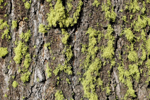 Western Hemlock