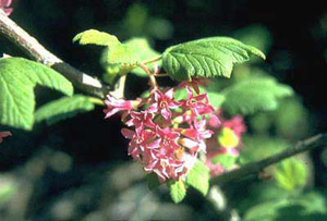 Pink Flower