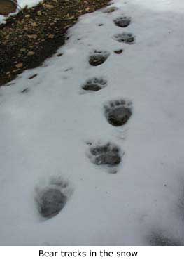 Bear Tracks